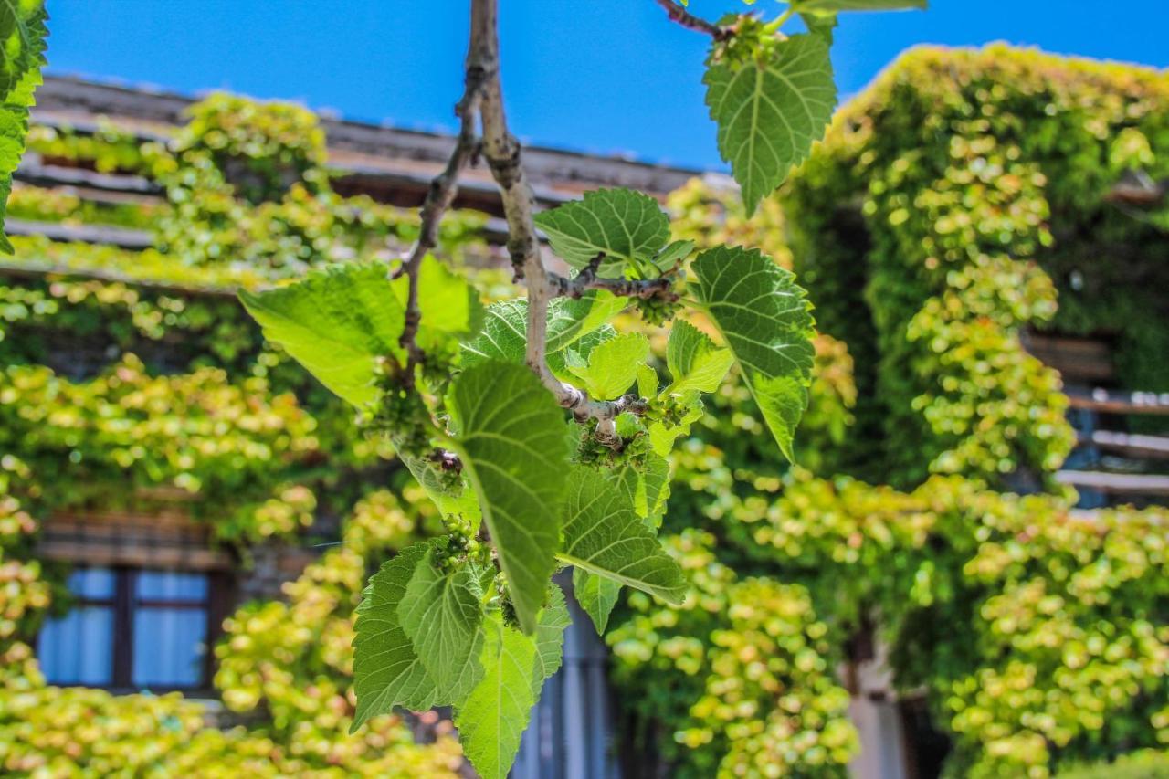 Casa Rural Catifalarga Alpujarra カピレイラ エクステリア 写真